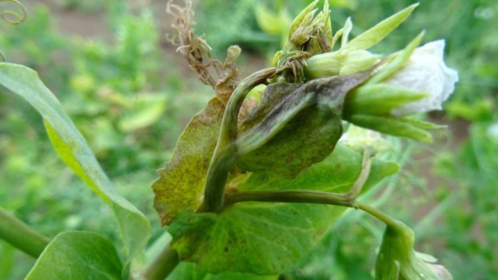 Sept virus transmis par des pucerons ont été détectés sur pois dont quatre très fréquents, provoquant de nombreux symptômes (comme ici un rougissement). © Terres Inovia